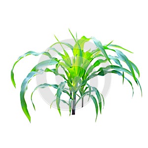 Corn plant isolated on white background