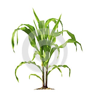 Corn plant isolated on a white background with clipping paths for garden design