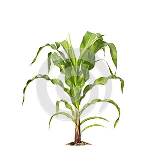 Corn plant isolated on a white background with clipping paths for garden design