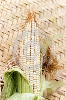 Corn plant on a petate photo