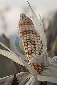 Corn plant is ready to harvest
