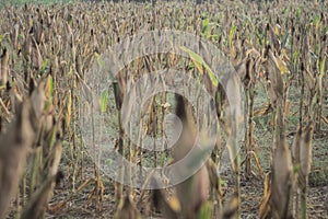 Corn plant is ready to harvest
