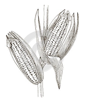 Corn plant with ripe cobs vector illustration