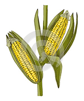 Corn plant with ripe cobs vector illustration