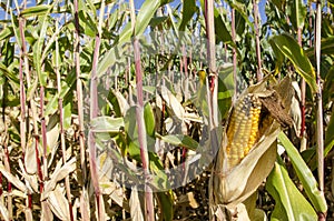 Corn plant