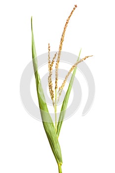 Corn plant seeds