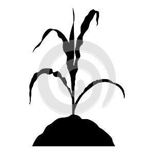Corn plant sprout icon
