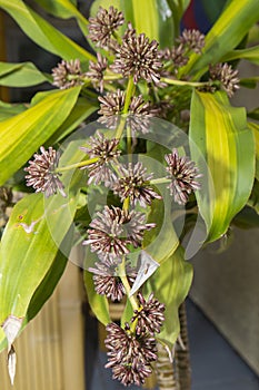 Corn Plant Stalk Of Unopened Flower Buds