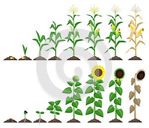 Corn plant and sunflower plant growing stages vector illustration in flat design. Maize and sunflower growth stages from