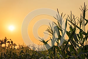 Corn plant and sunset on field