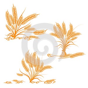 Corn Plant vector brown color