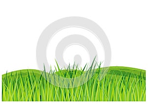 Corn plant vector