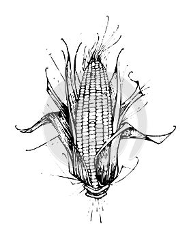 Corn plant vector illustration