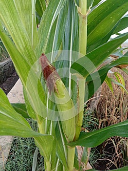 corn plant with young corn fruit