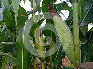 corn plant with young corn fruit