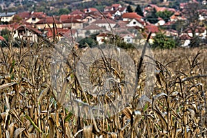 Corn plantation