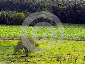 Corn plantation