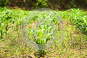 Corn Plantation