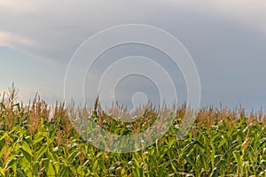 Corn plantation and cob bolting stage