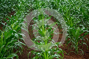 Corn plantation crop cultive