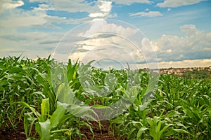 Corn plantation crop cultive