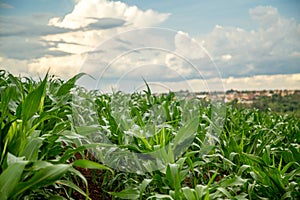 Corn plantation crop cultive