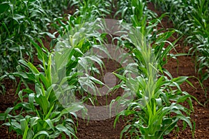 Corn plantation crop cultive