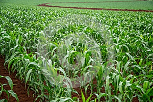 Corn plantation crop cultive photo