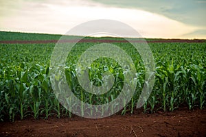 Corn plantation crop cultive photo