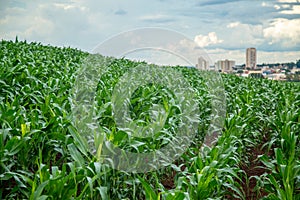 Corn plantation crop cultive photo