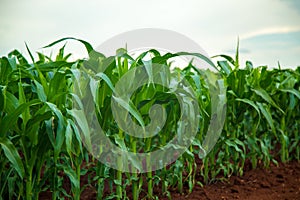 Corn plantation crop cultive photo