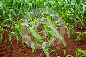 Corn plantation crop cultive photo
