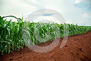 Corn plantation crop cultive photo