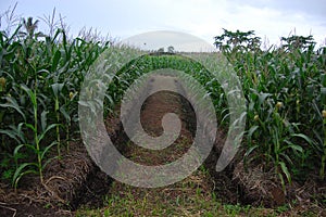 Corn plantation with ditch photo