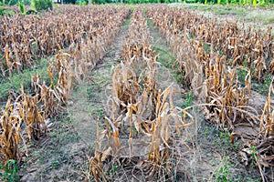 Corn plantation dry withered