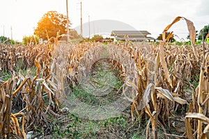 Corn plantation dry and withered