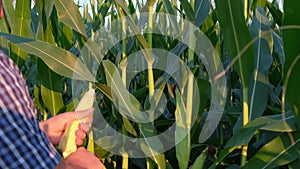 Corn plantation. The farmer checks the quality and ripeness of the corn before harvesting.