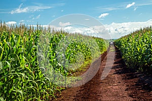 Corn plantation field crop