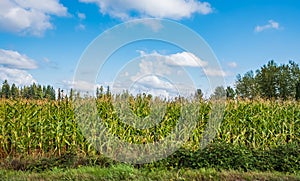 Corn plantation field. Green corn field and blue sky. Agricultural landscape