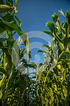 Corn plantation field panaromic photo