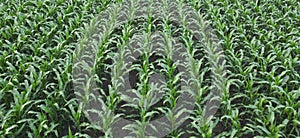 Corn Plantation in the Field, Panorama of Corn Plantation