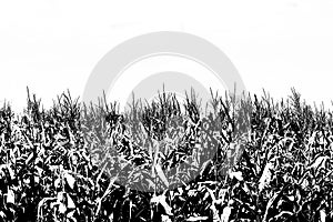 Corn plantation isolated graphic