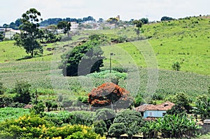 Corn plantation in the middle of the small town of Andrelândia