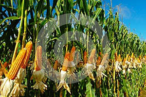 Corn plantation photo
