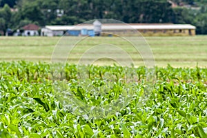 Corn plantation with selective focus and small silo for storage of grain in the background, on a farm