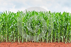 Corn plantation in Thailand