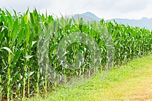 Corn plantation in Thailand