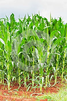 Corn plantation in Thailand