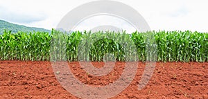 Corn plantation in Thailand