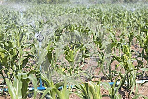 Corn plantations were watered by sprinklers.